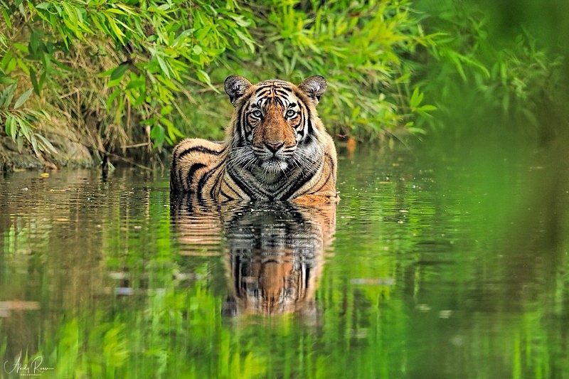 special tiger