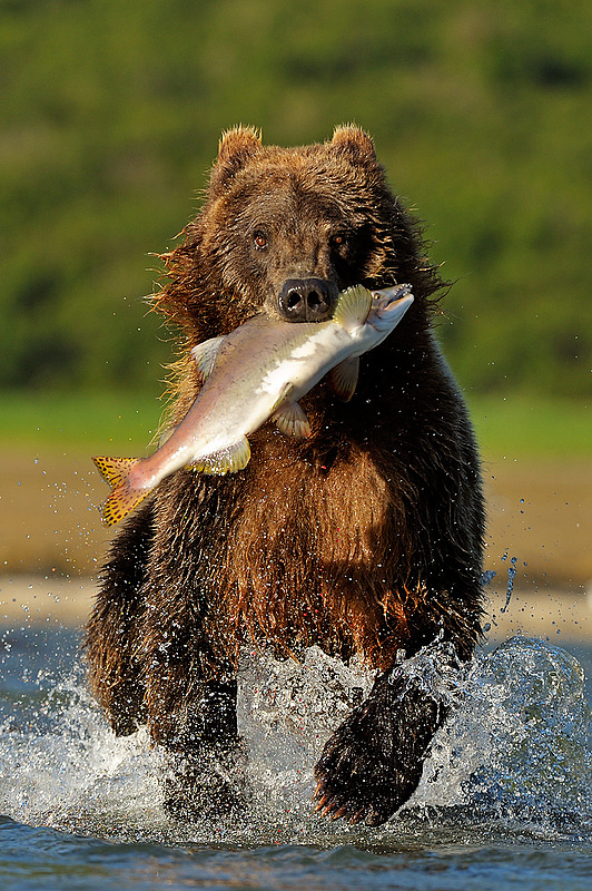 Grizzly Fishing